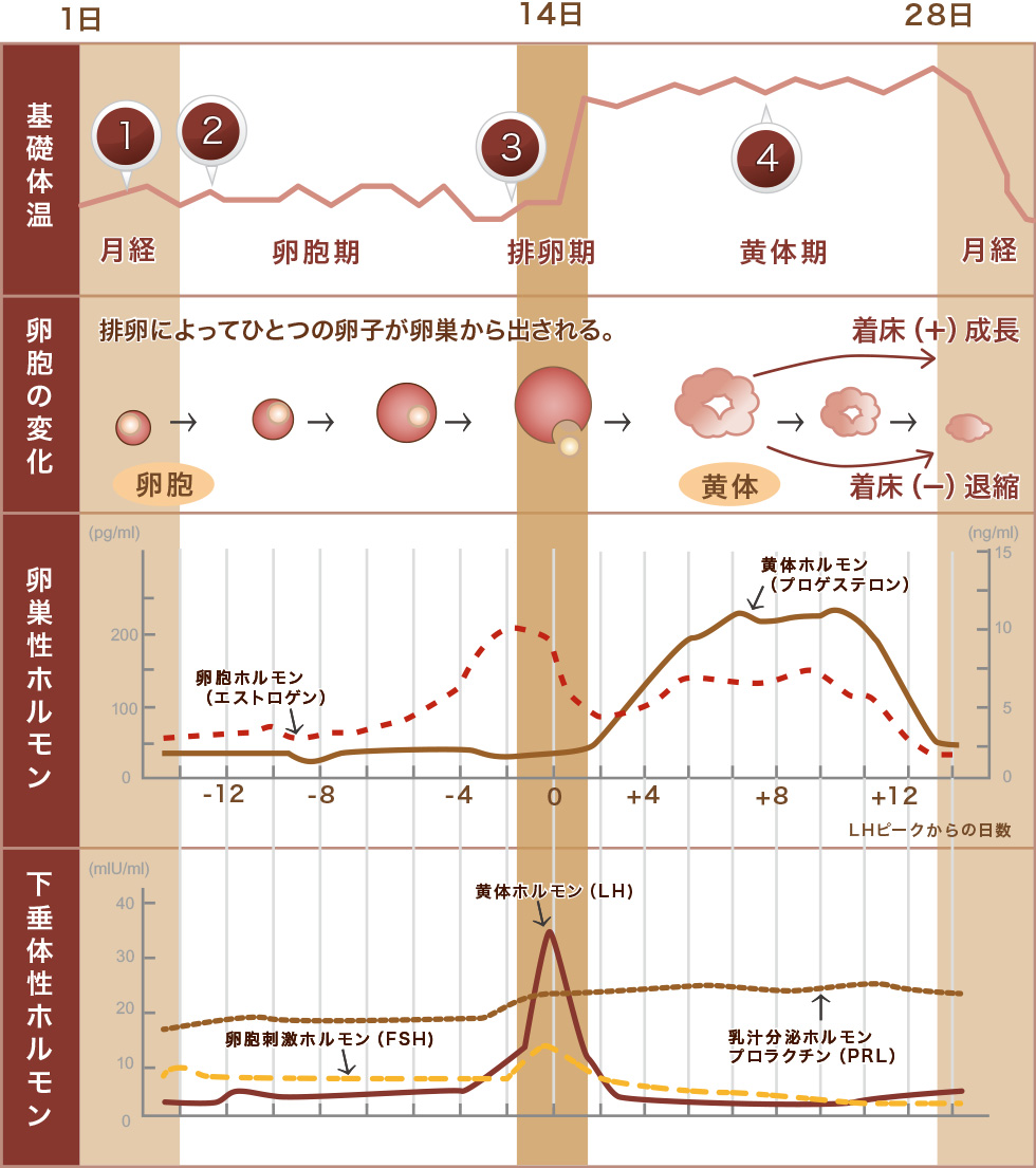 生理中体温高い原因 生理のしくみ｜おしえて生理痛