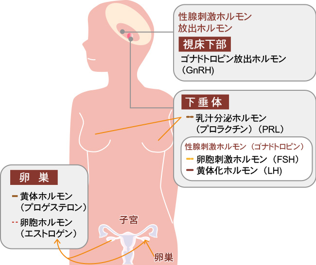 不妊治療 検査の手順 愛媛県松山市 福井ウィメンズクリニック