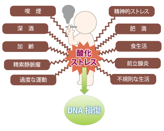 精子酸化ストレスイメージ画像